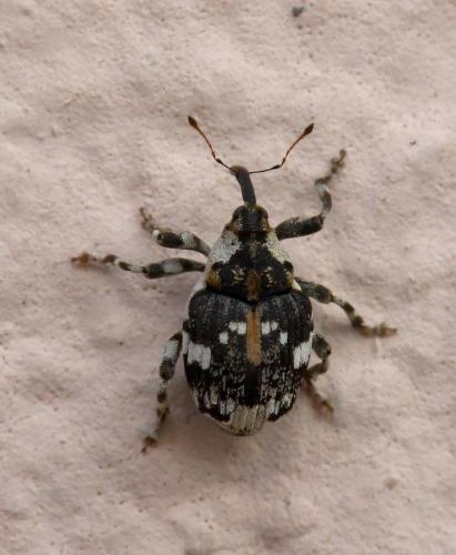 Hadroplontus trimaculatus